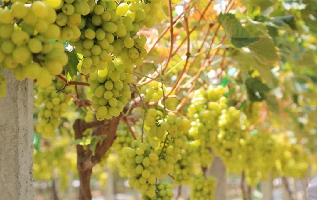 优质农产品葡萄丰收,葡萄丰收助力三农