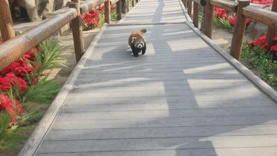 一天玩遍北京野生动物园,包场去鸟巢