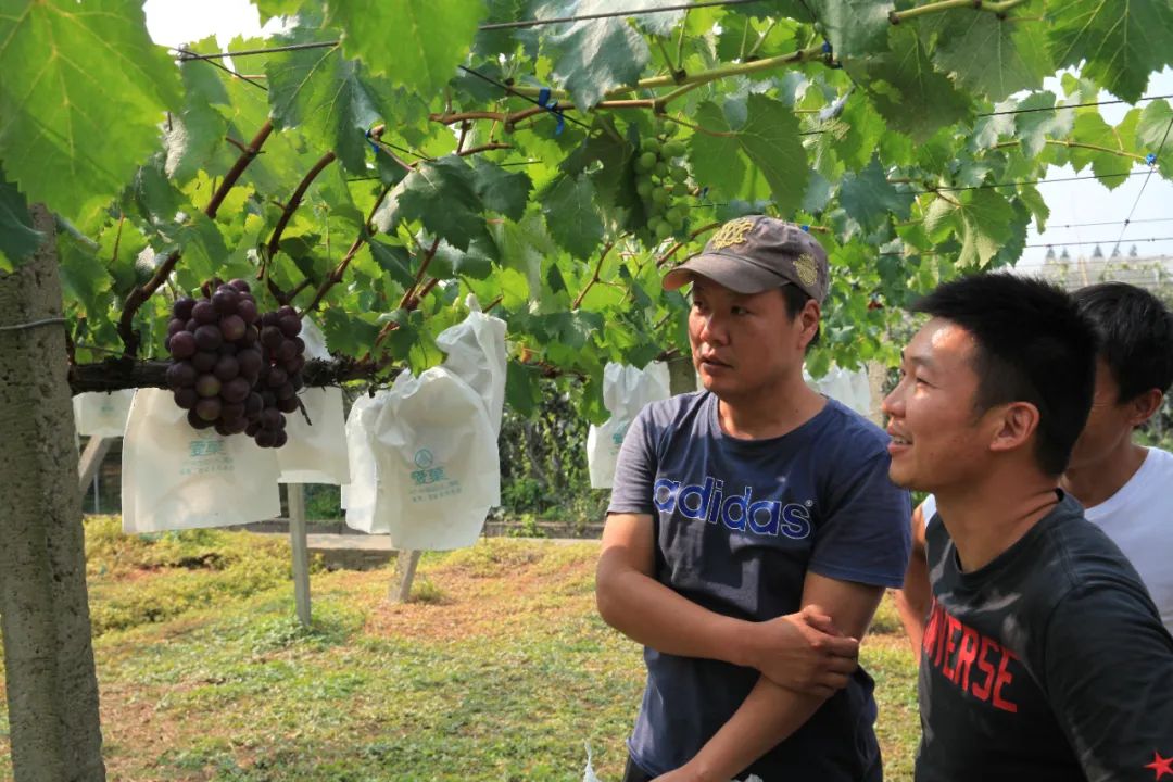 百果园种植技术,百果园的品种