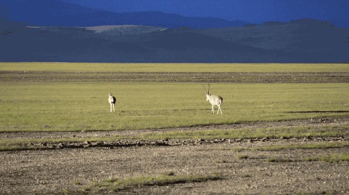 夫妻带5岁儿子环游世界,小夫妻带5岁孩子旅游边走边看