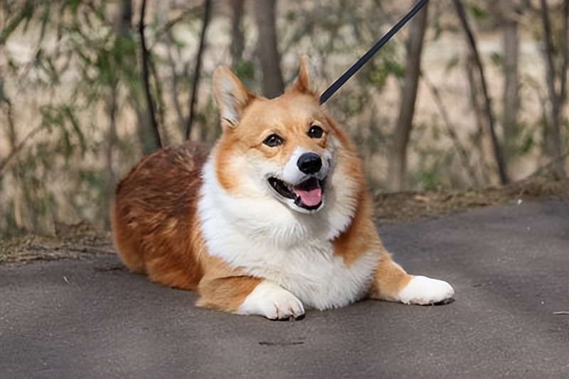 狗狗有这几个征兆可以跟你告别,爱犬紧急急救措施