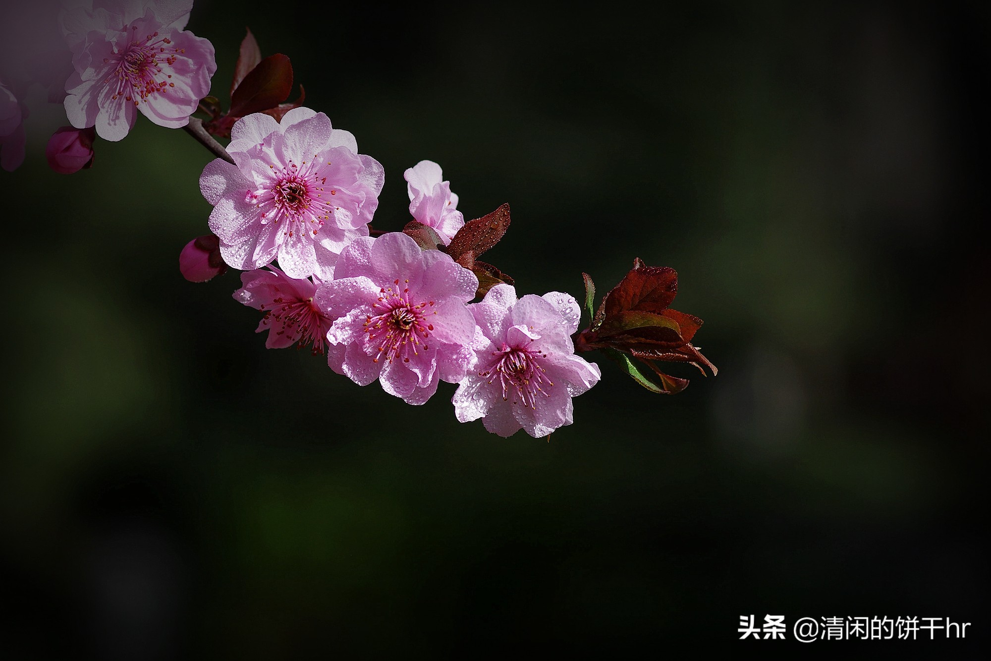 淡雅书香梅花唯美图片,淡雅梅花花卉图片