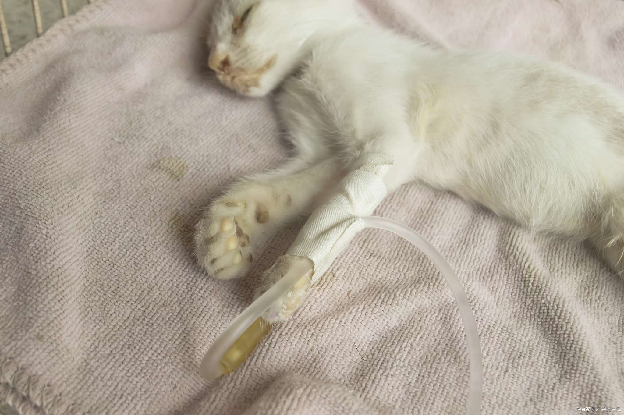 猫瘟护理,猫咪猫瘟后腿无力走路不稳