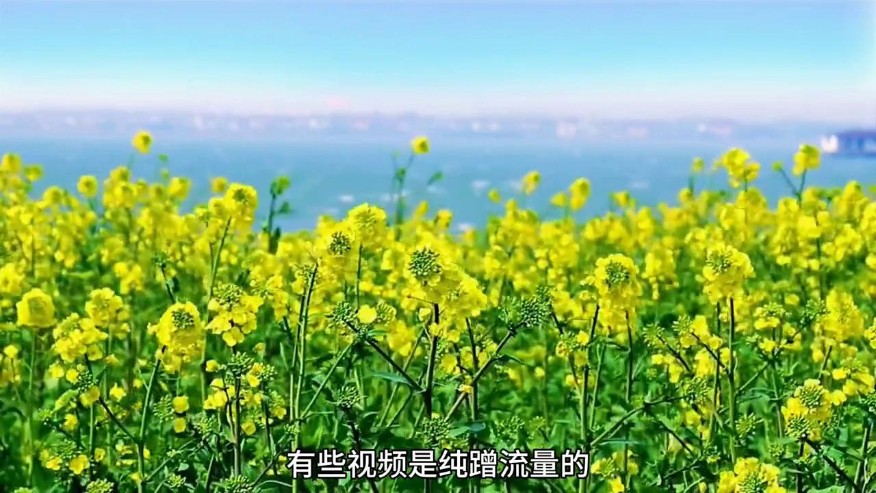 参加中视频计划违规后怎么办,参加中视频计划还会侵权吗