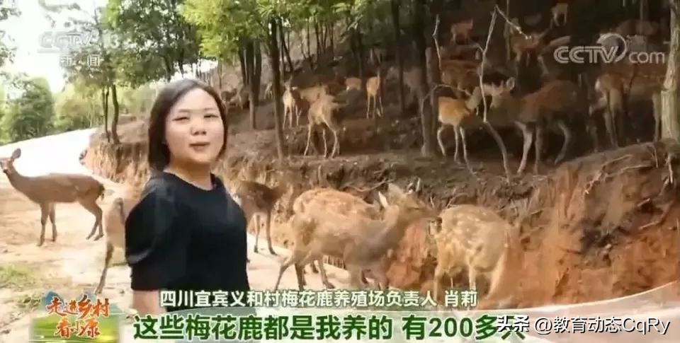 萌宠乐园报道创业青年肖莉昨日励志演讲，如今为何遭拆除要说法？