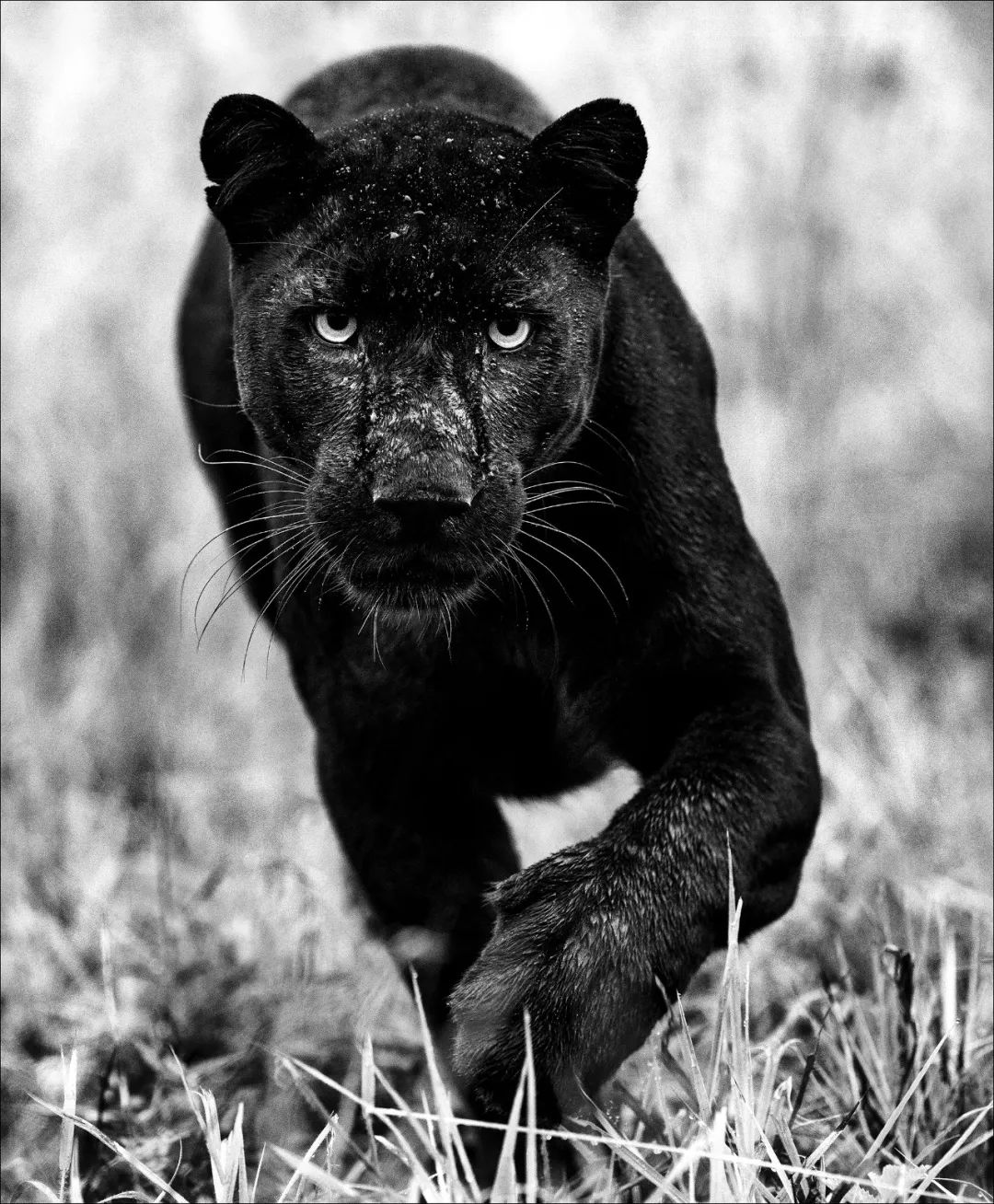 摄影界最著名的奖,摄影界的最高奖项叫什么