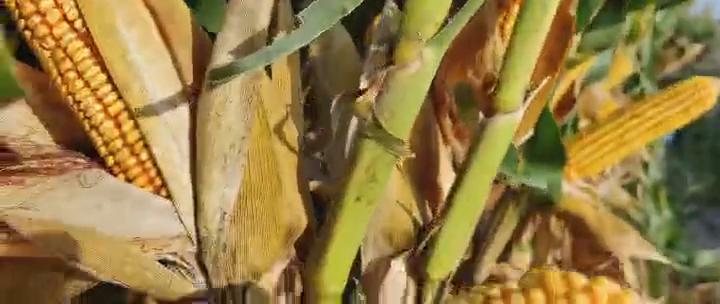 高产玉米种子批发价格第一名,高产玉米种子958