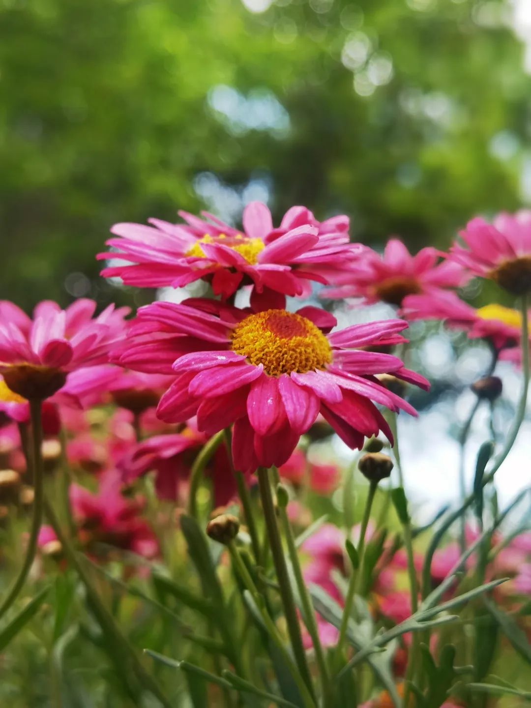 必去的花溪公园,假期余额不足游玩依旧火热