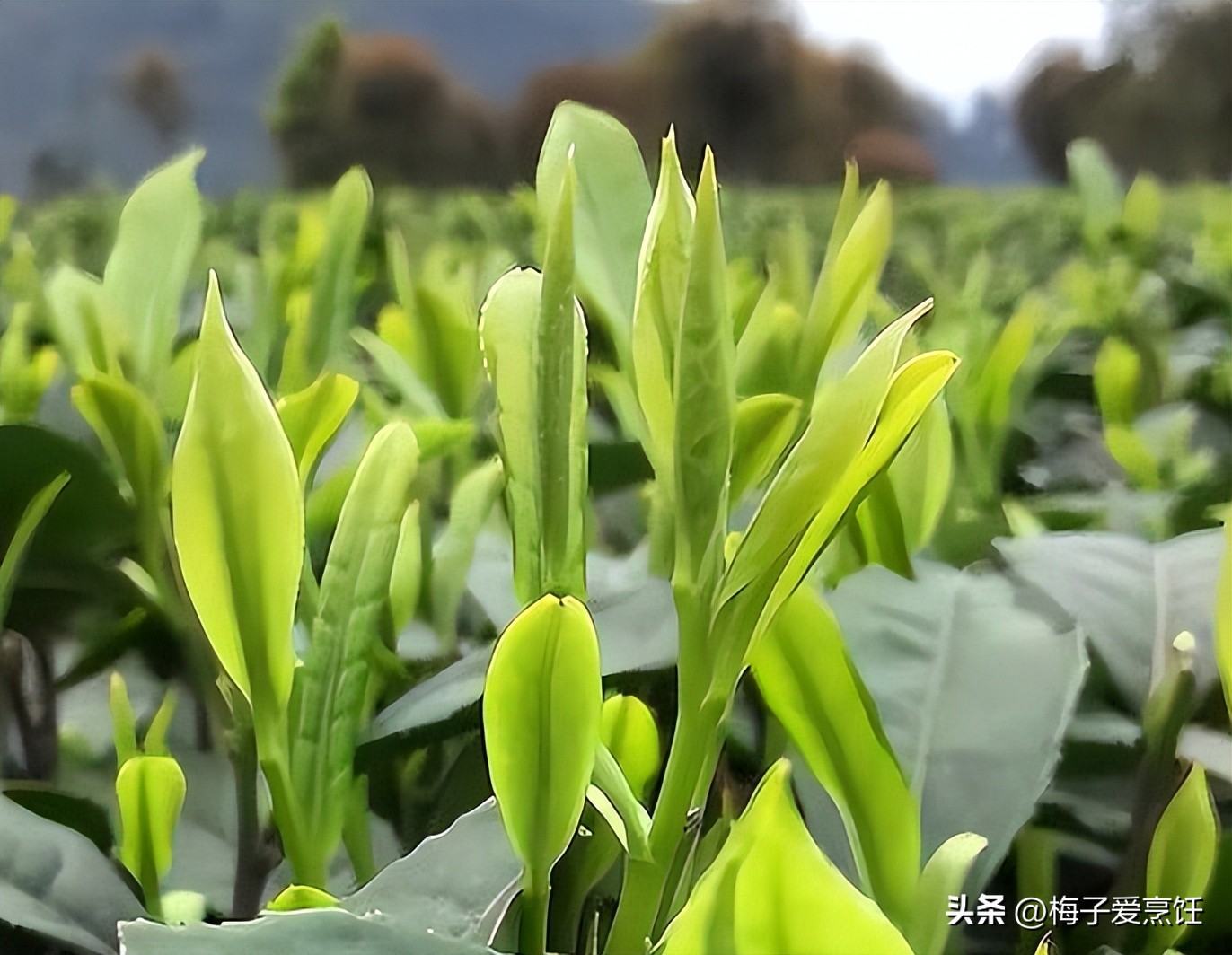 十大名茶西湖龙井,十大名茶之首西湖龙井