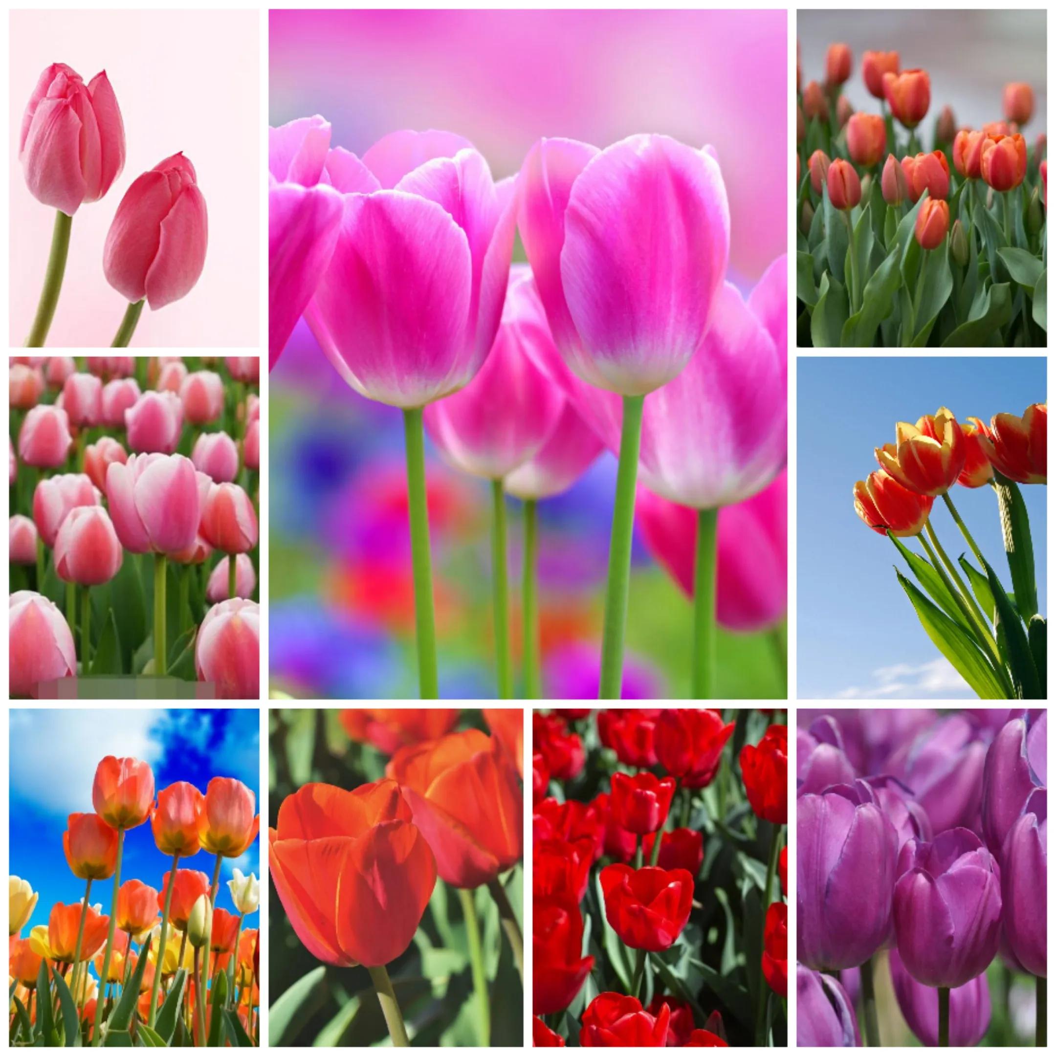 欣赏阳春三月邂逅浪漫郁金香,三月赏郁金香