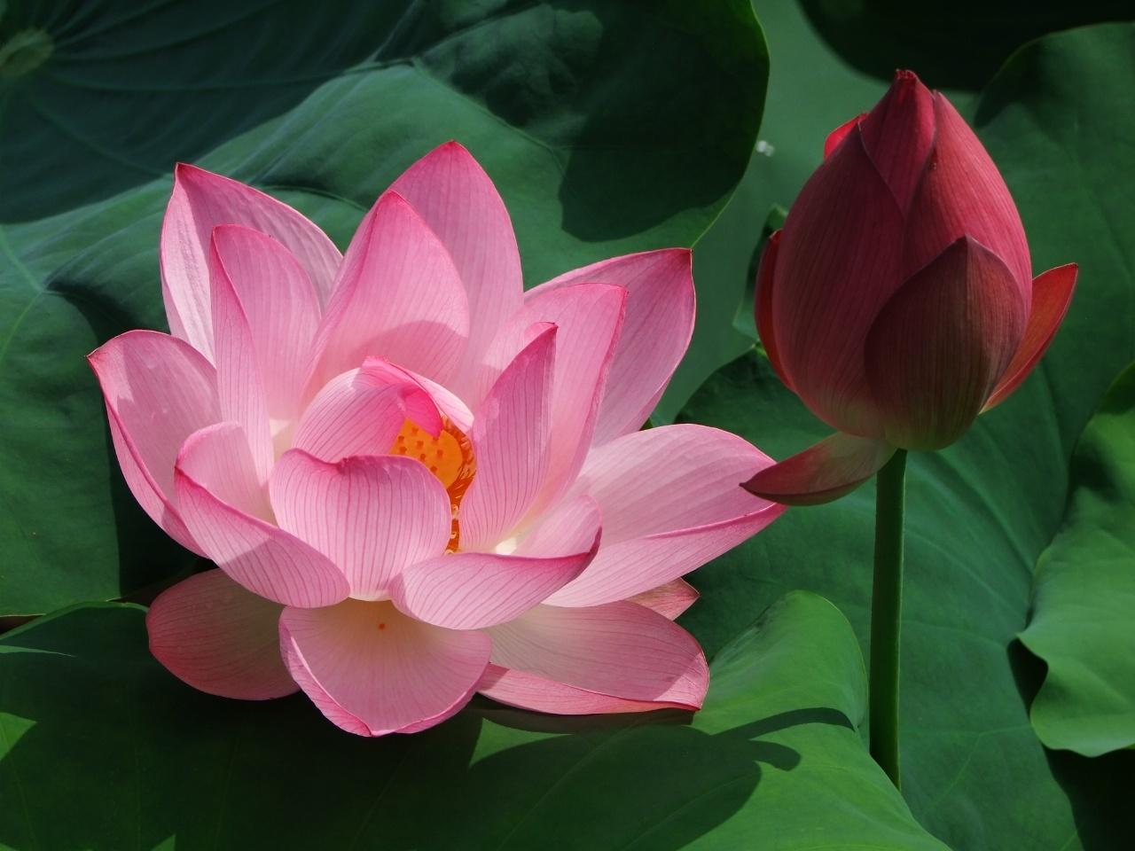 诗词·百花集：清水碧潭浮菡萏，翠盖玉颈立芙蓉