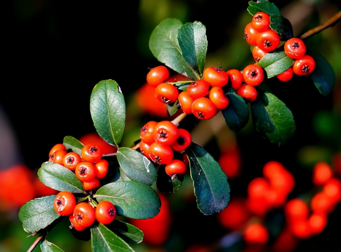 火棘果子是谁发明的,火棘果为什么叫军粮