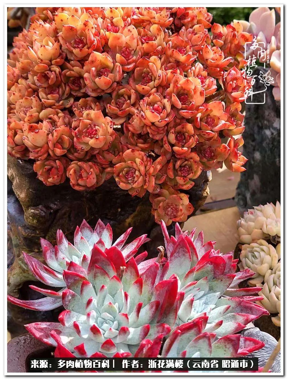 奔跑吧跑步,奔跑吧多肉盆栽