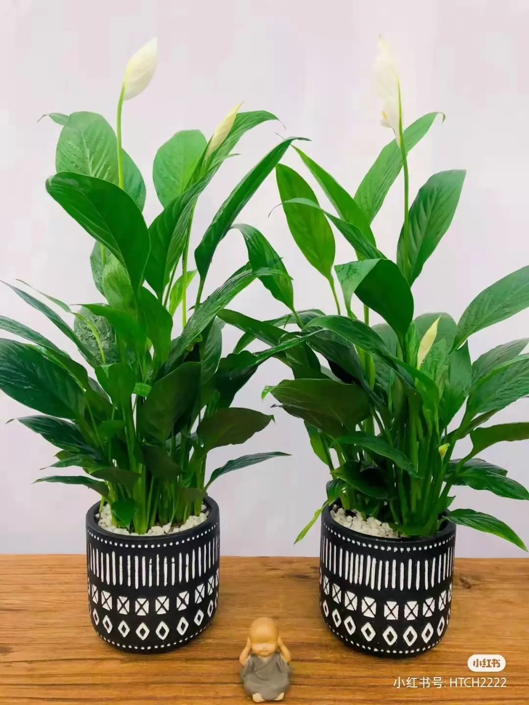 办公室必买的绿植,适合办公室的大型绿植大全