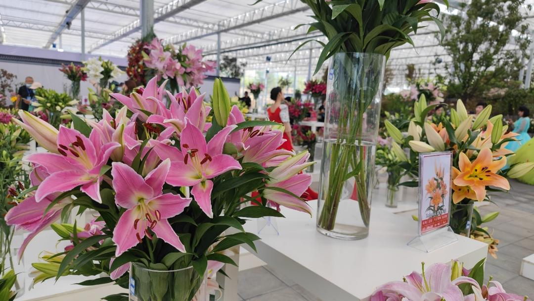 种的百合,种好百合最大的难题是什么