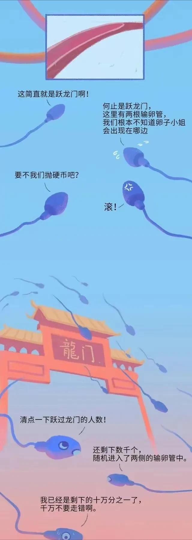 精子在人体24小时经历了什么,精子在人体24个小时都经历了什么