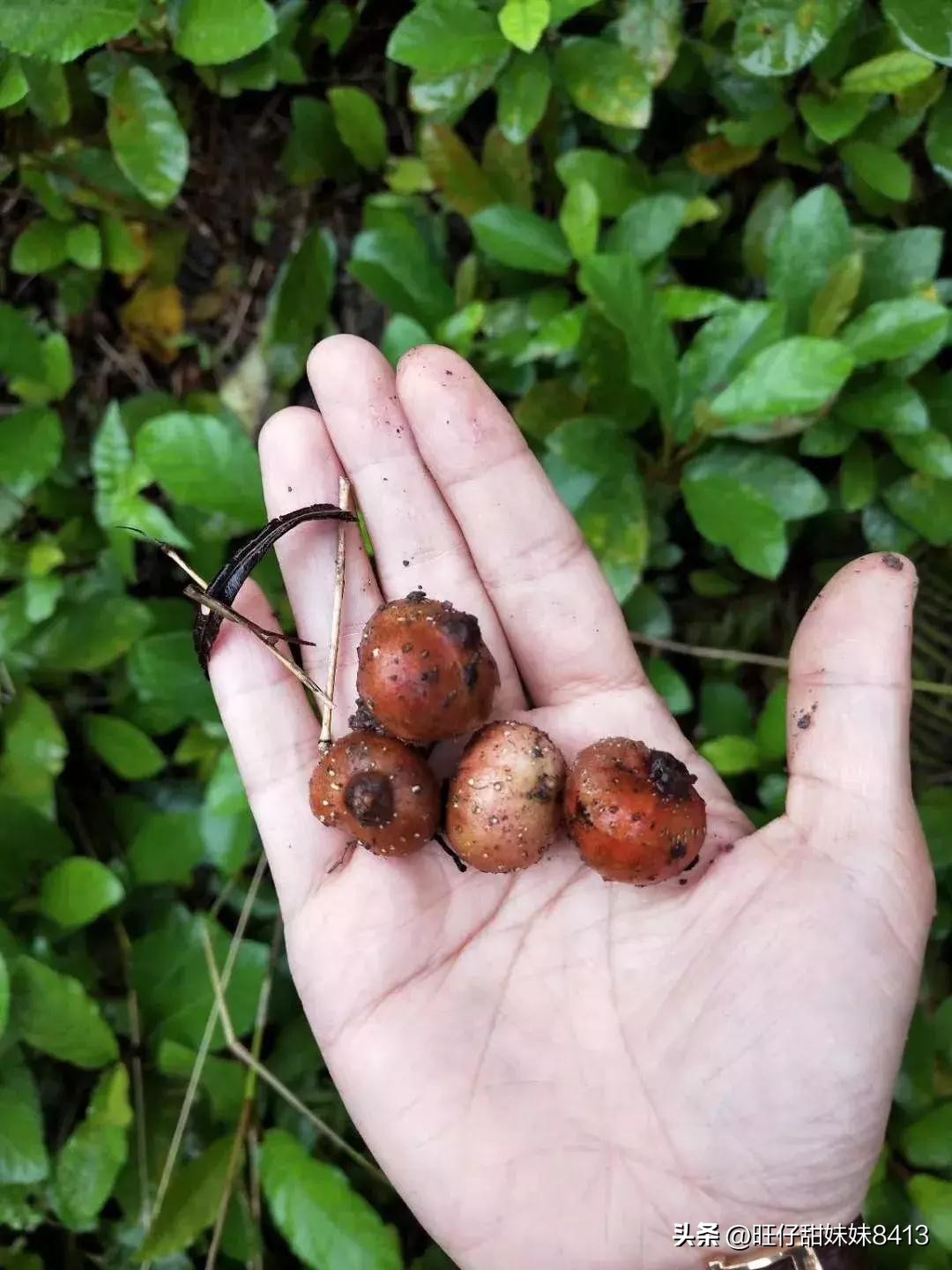 农村消失的水果,农村才能吃到的十种水果