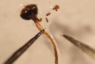 收走蚊子的作案工具,没收蚊子的工具