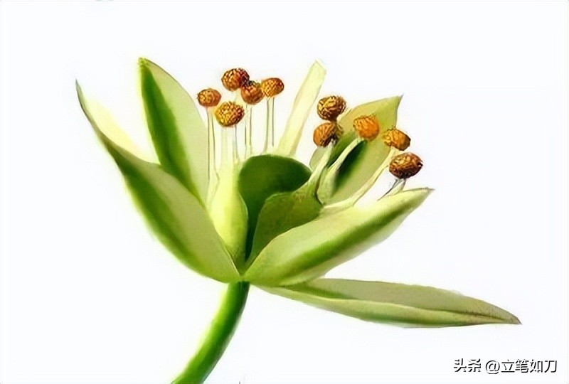 辽宁凌源:世界第一朵花在这里盛开!