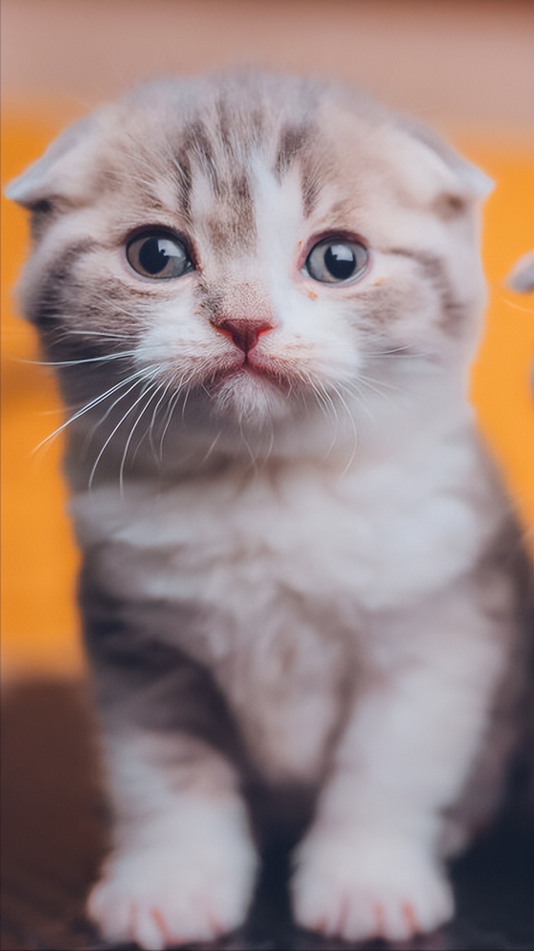 这4种猫一定要带回家,这5种猫便宜又好养