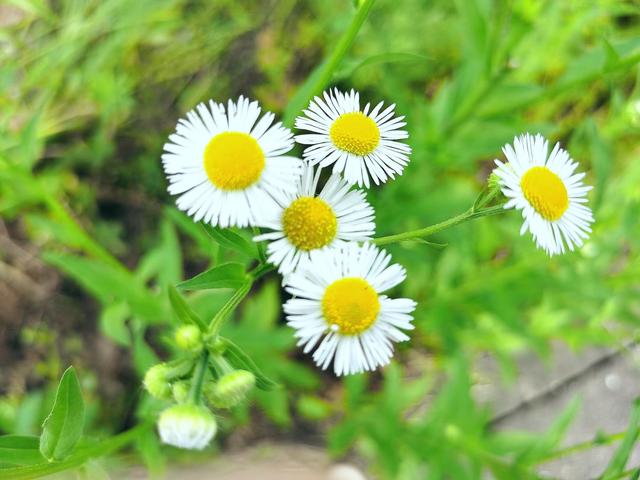 清明期间开的野花有哪些,清明节野花