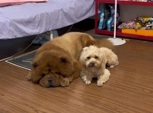 龙肉球狗狗是什么品种,龙肉球狗狗的绝活