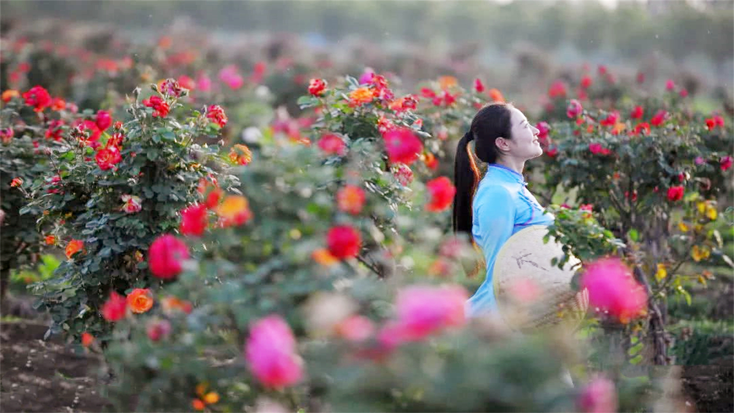 雅茶品禅味,茶烟养性灵