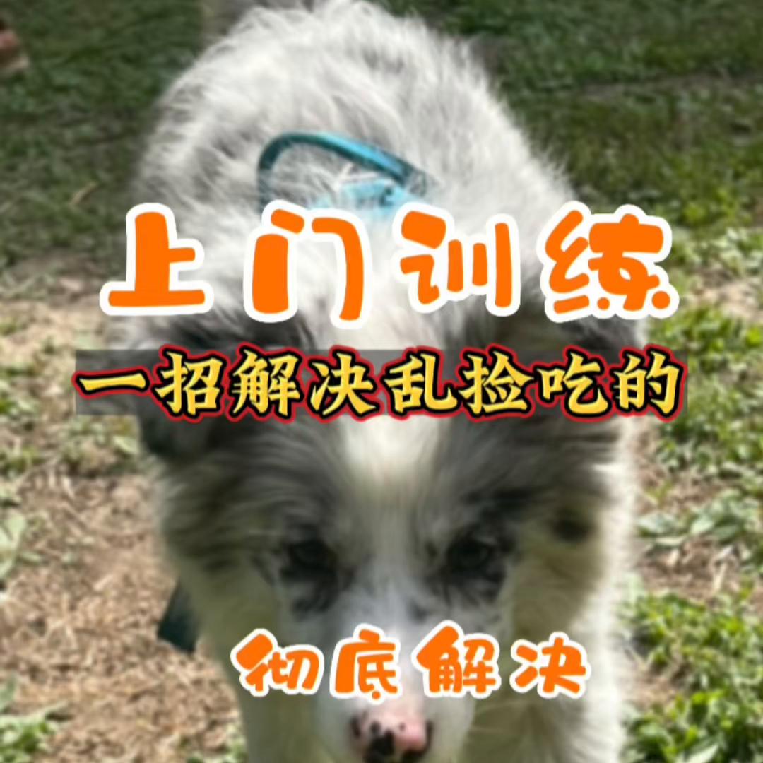 训练边牧捡东西回来,怎么教边牧捡东西给主人