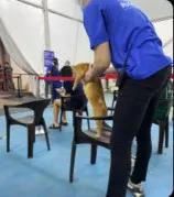 猫猫战胜猫瘟,不会说话的猫战疫