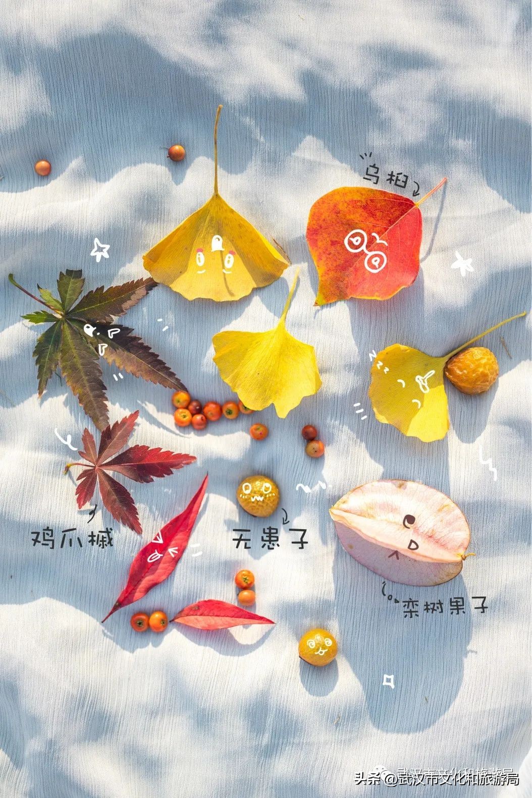 明天出太阳，到东湖捡叶子去！