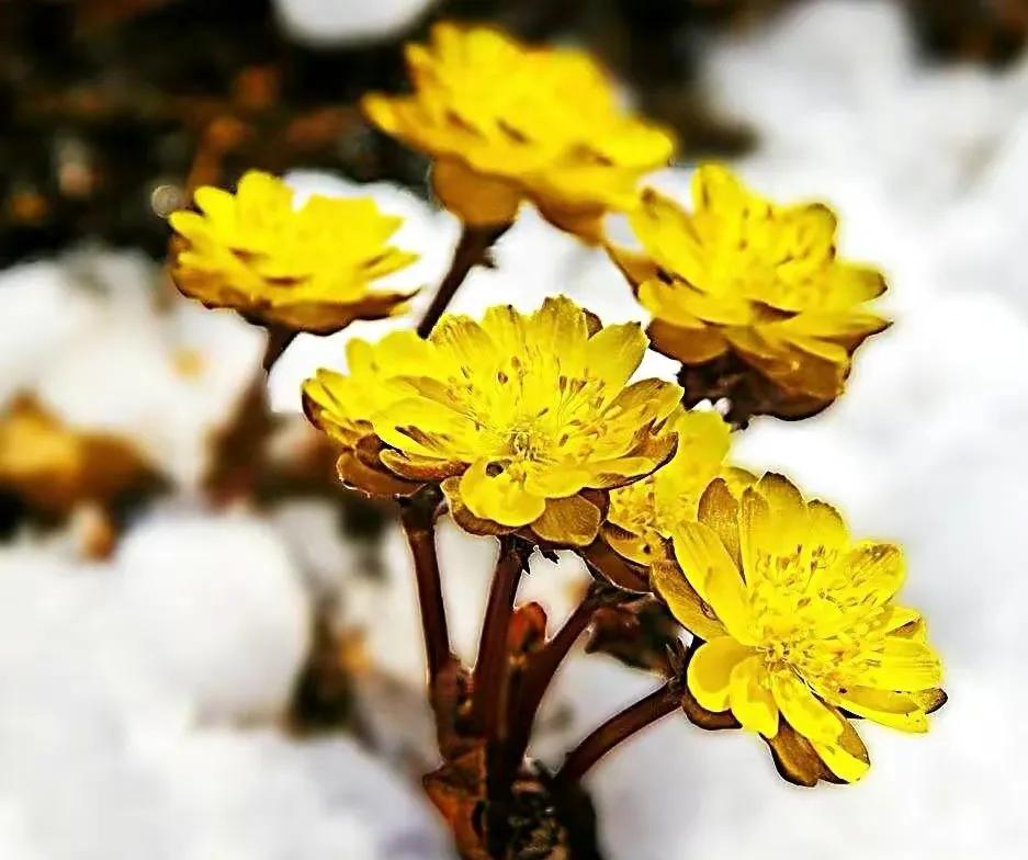 冰凌花享有林海雪莲之美称,牡丹江林海雪莲冰凌花悄然盛放