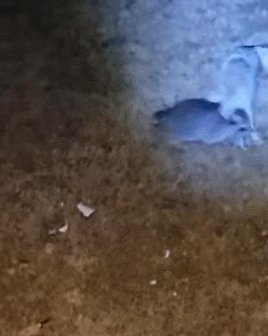 笑死！狗子天天往家里带狼，大叔从害怕到麻木，到最后来者是客