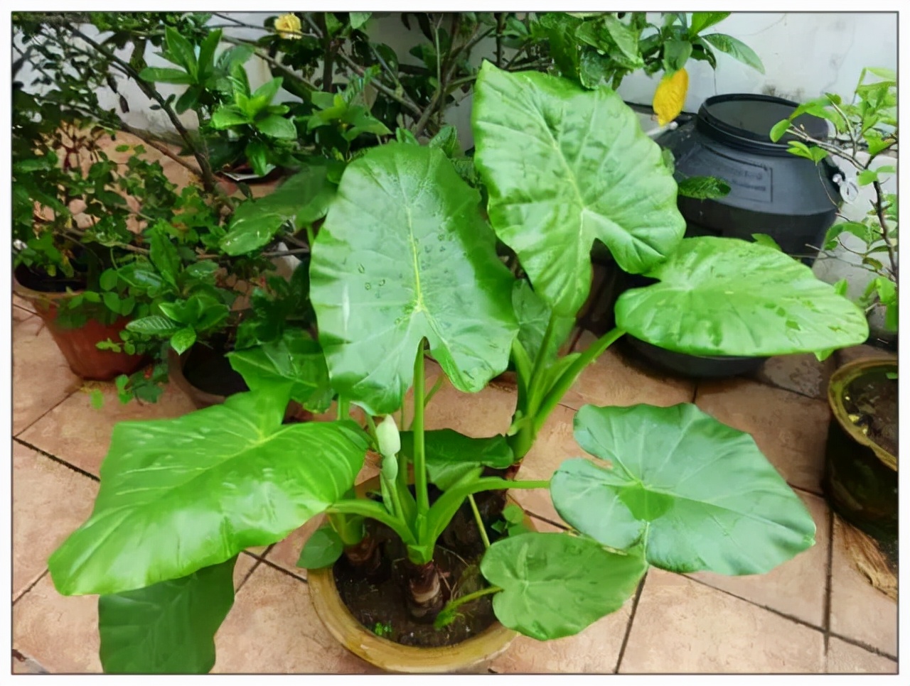 20种大毒花你家里养了吗,4种大毒花家里经常养