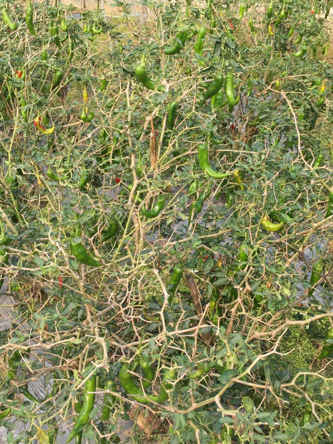 旭光车行雅迪电动车,旭光单车