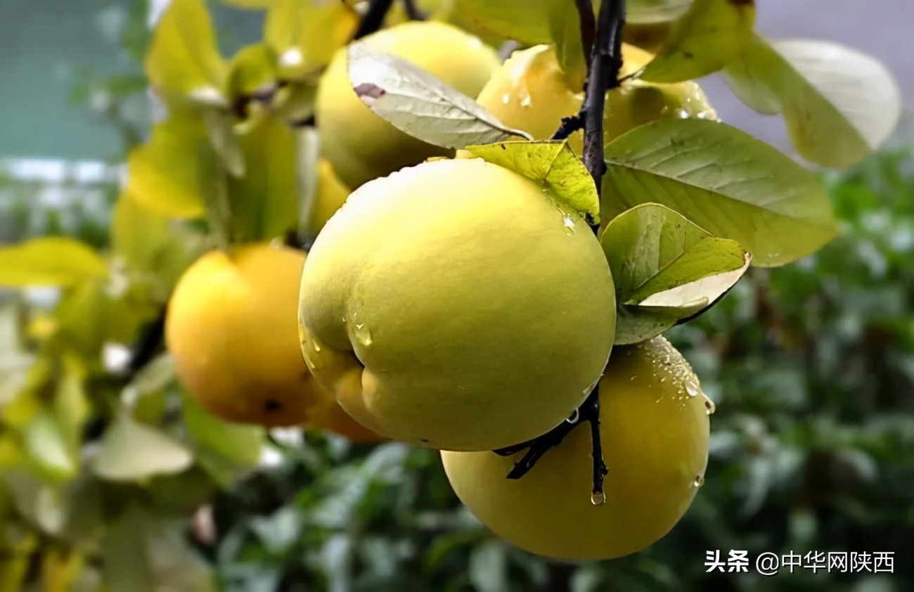 一百多年的木瓜树用什么喂养更好,木瓜栽培史