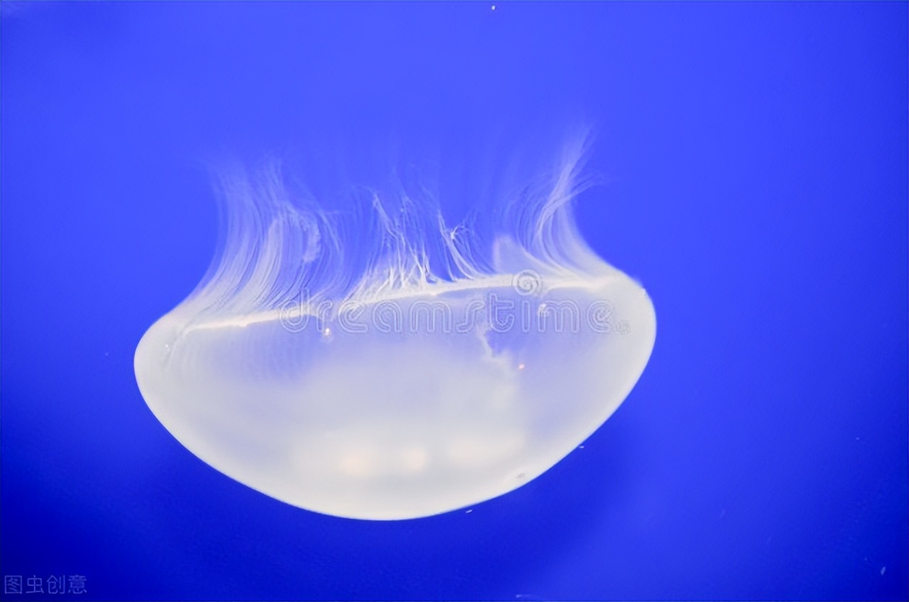 冲浪被海草蛰,如何避免被水母蜇伤