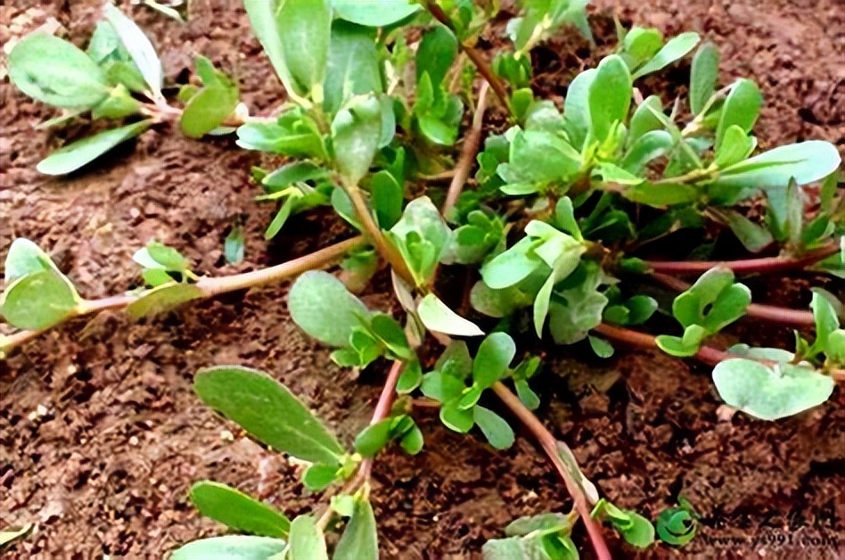非洲本土植物与水果的独特性