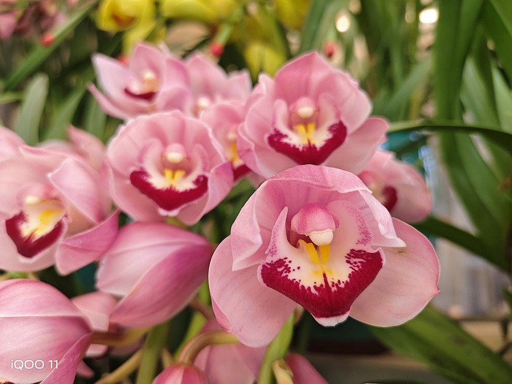 iqoo11骁龙8+2是超频版吗,iqoo11骁龙是不是满血版