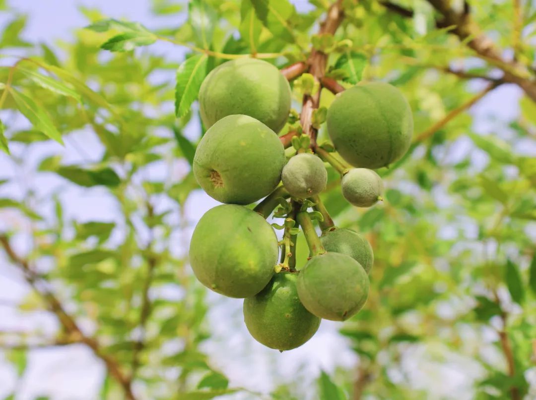 高台县文冠果,文冠果真的能致富吗