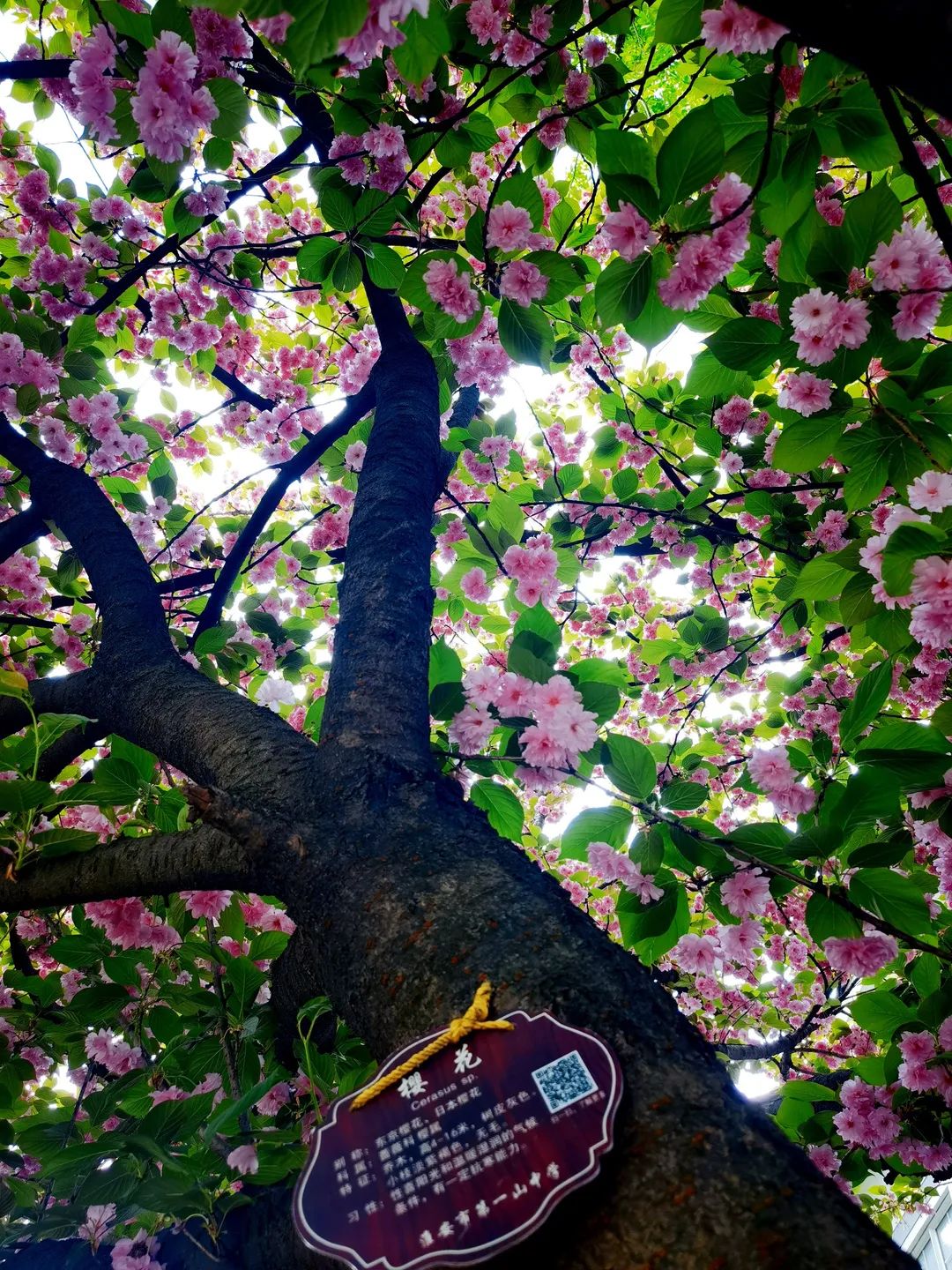 271教育|芳菲万里等你相遇——第一山无限*光春**好