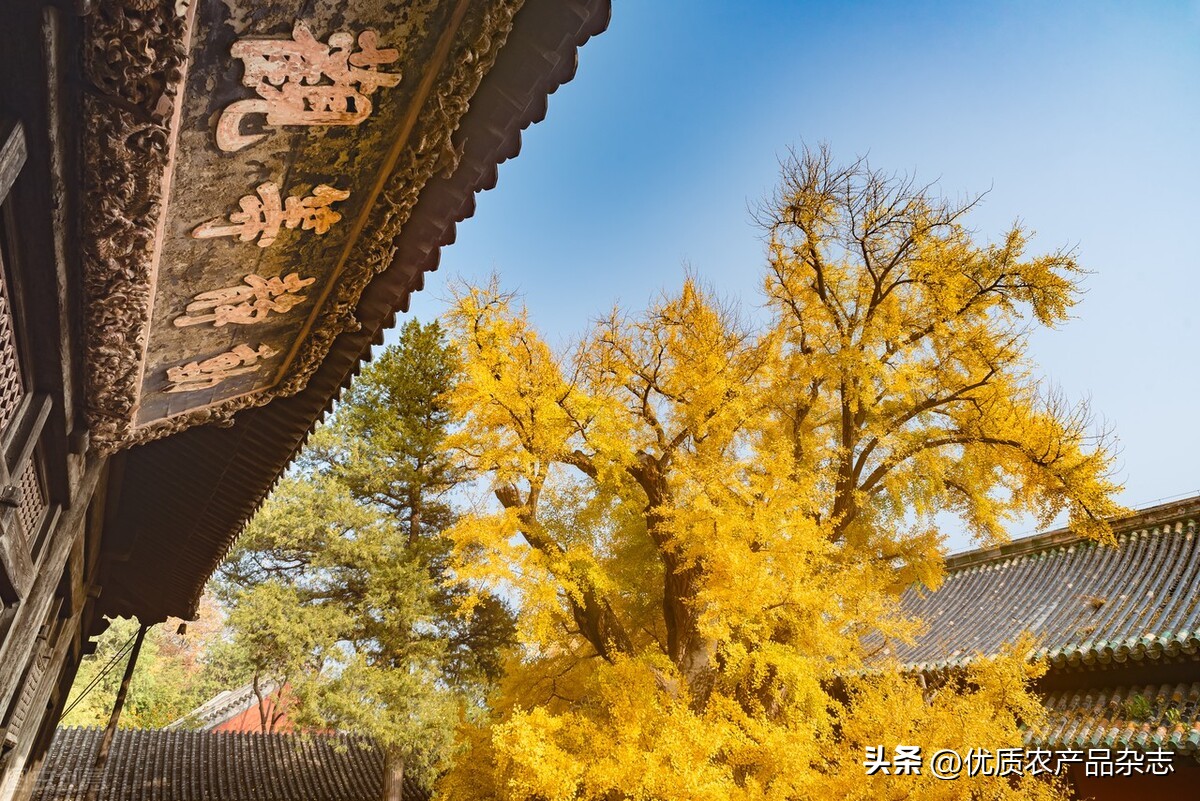 秋风起银杏叶黄,秋风起银杏黄原版