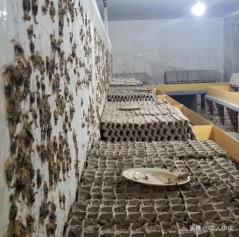 蝎子的市场行情可以养殖吗,养3000只蝎子投资多少钱