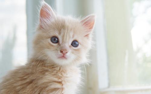 幽默笑话:我认识一个小姐姐,有个男的追她,一直给她送什么香水