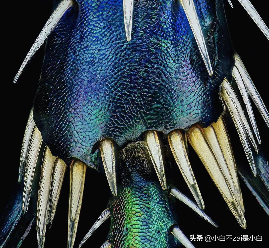 显微镜观察昆虫脸视频,昆虫在显微镜下的真正面目