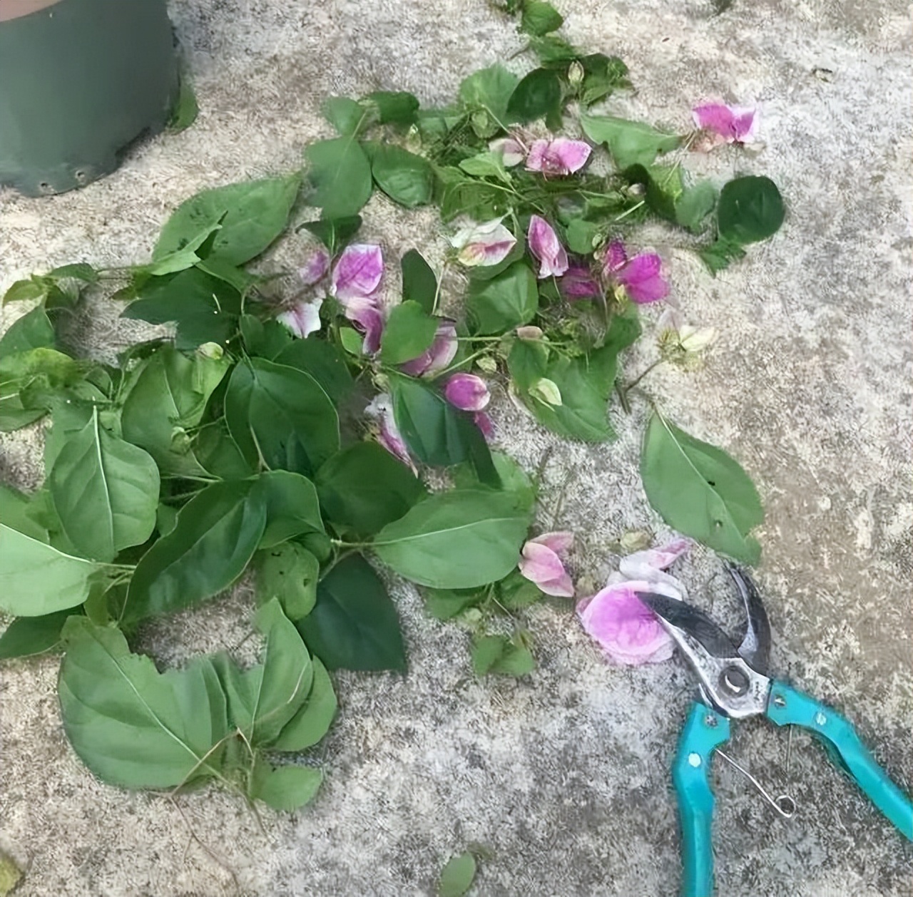 三角梅怎么越冬最低温度是多少,怎样判断三角梅冬天是否被冻死