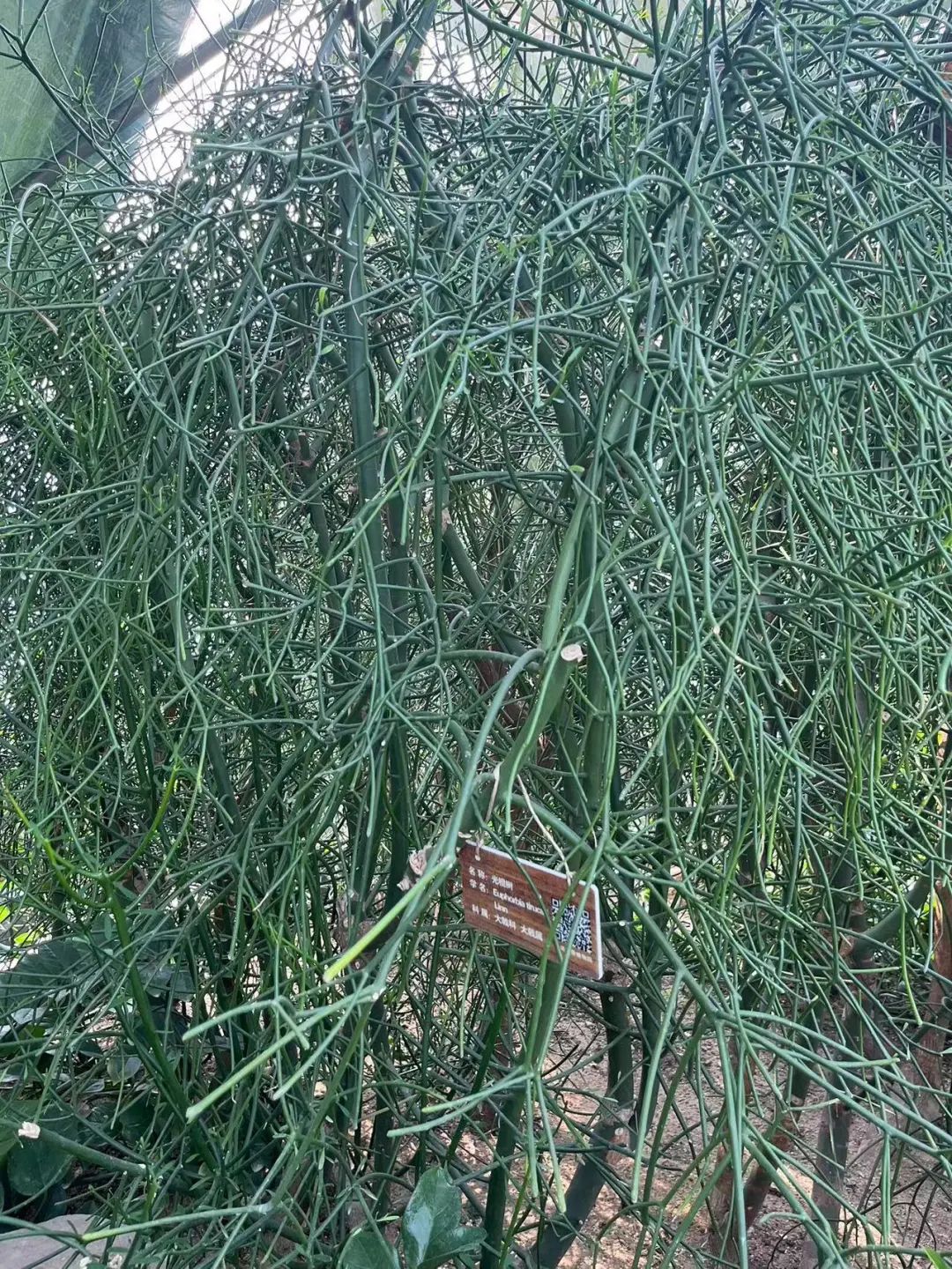 泰达热带植物园4月29日开园，文化之旅，一起鉴定网络热门植物