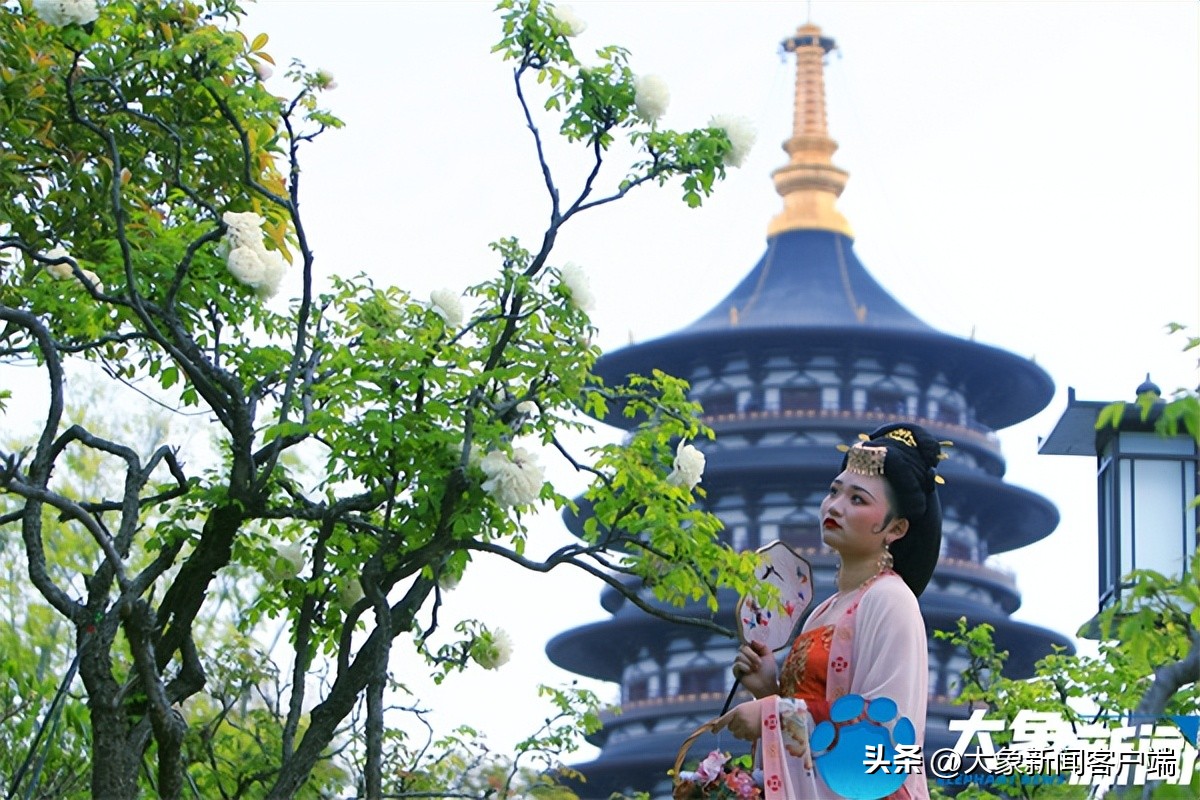 花开时节动京城最美不过洛阳城,花开时节动京城洛阳