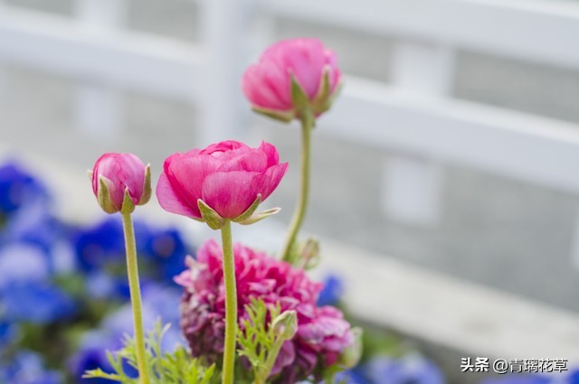 养花养成“花草杀手”，就养这些5种球根花，好看好养还有大用处