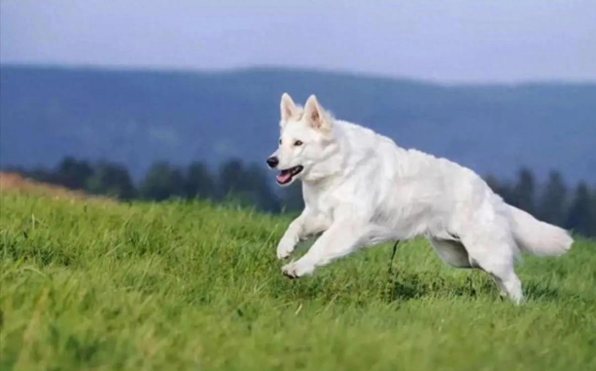十大至今未破的大案,震惊全国的十大案件排名