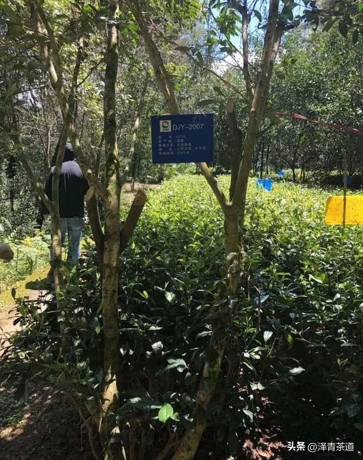 茶树为什么多生“南”而不生“北”？